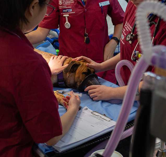 veterinary students at rspca queensland